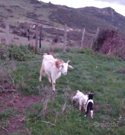 Agnelli, capretti e porchette BIOLOGICI