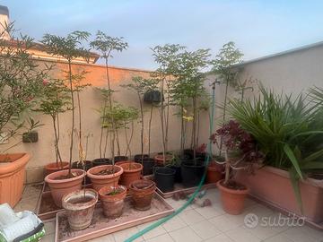 Melia azedarach Albero dei rosari 120cm