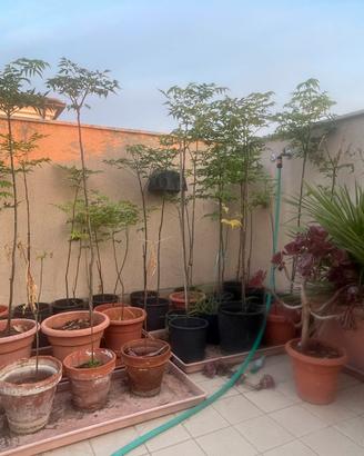 Melia azedarach Albero dei rosari 120cm