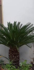 Piante Cycas