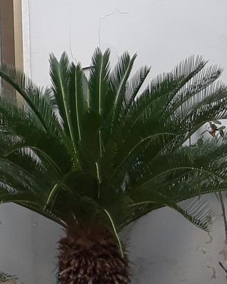 Piante Cycas