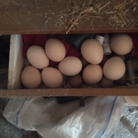 Uova di pavone alerchino