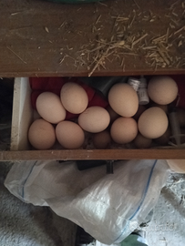 Uova di pavone alerchino