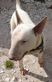 Bull terrier