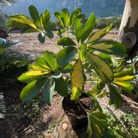 Piante di Schefflera arboricola