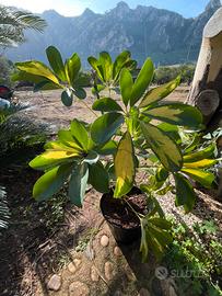 Piante di Schefflera arboricola