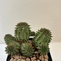 🌵piante grasse-cactus-succulente-collezione🌵