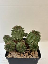 🌵piante grasse-cactus-succulente-collezione🌵