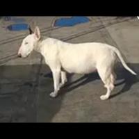 Bullterrier femmina 9anni sterilizzata bianca