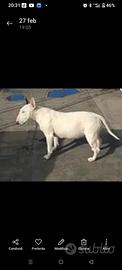 Bullterrier femmina 9anni sterilizzata bianca