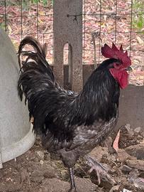 Galli galline e pulcini ornamentali