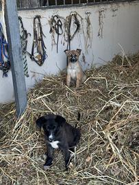 Cucciole incrocio (past. tedesco X maremmano)