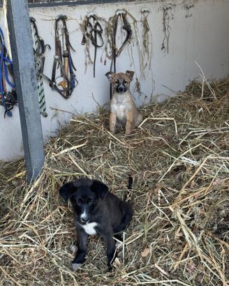 Cucciole incrocio (past. tedesco X maremmano)