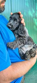 Cocker Spaniel Inglesi