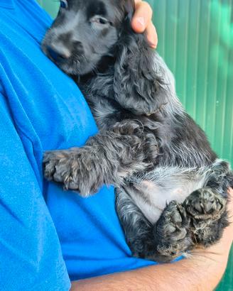Cocker Spaniel Inglesi