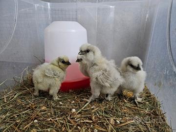 Moroseta "Splash" pulcini