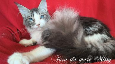 Maine coon occhi blu