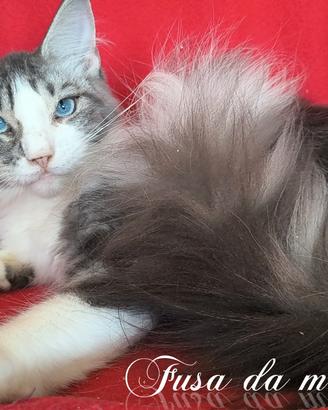 Maine coon occhi blu