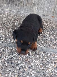 Rottwailer