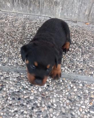 Rottwailer