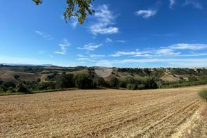 TER. AGRICOLO A MONTEBUONO
