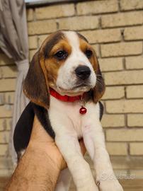 Cuccioli di Beagle 