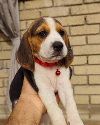 Cuccioli di Beagle 
