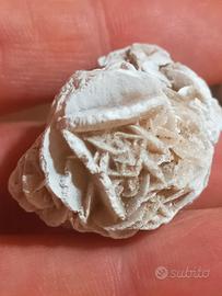 Rosellina del deserto (Messico)