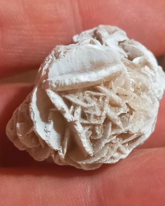 Rosellina del deserto (Messico)