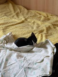 Gatto di 3 mesi