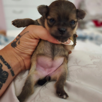 Cuccioli di pomchi