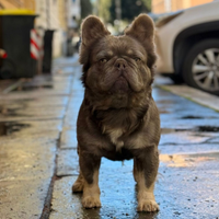 Monta bulldog francese lilac tan fluffy bs