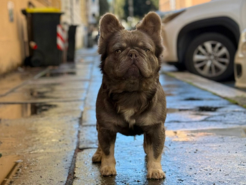 Monta bulldog francese lilac tan fluffy bs