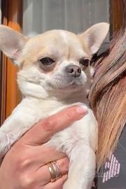 Chihuahau maschio