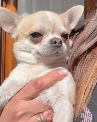 Chihuahau maschio
