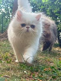 Exotic longhair / persiana