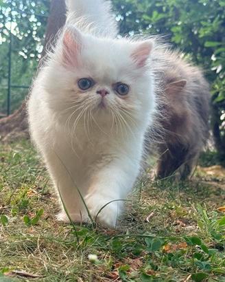 Exotic longhair / persiana