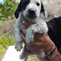 Cagnolini