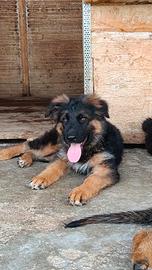 cucciolo di pastore tedesco con pedigree 