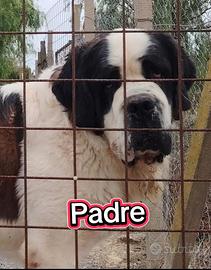 San bernardo cuccioli con pedigree