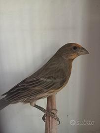 Carpodaco messicani mutati