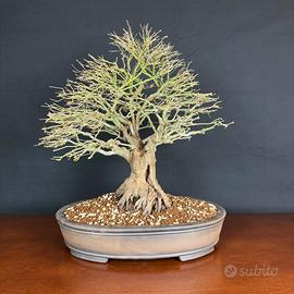 Bonsai di acero palmato Kiyohime del 1990