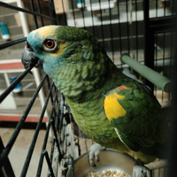 Amazzone fronte blu maschio