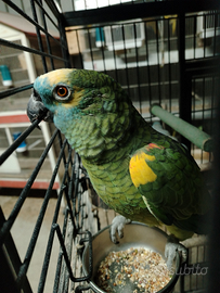 Amazzone fronte blu maschio