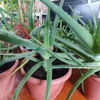 PIANTE ALOE VERA