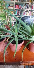 PIANTE ALOE VERA