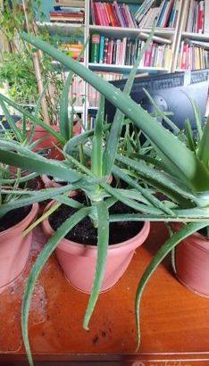 PIANTE ALOE VERA