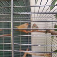 Coppia diamantini mandarino