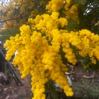 Mimose