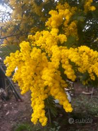 Mimose